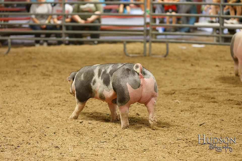 LCFAIR17-6443.jpg