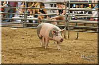 LCFAIR17-6444.jpg