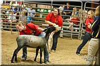 LCFAIR17-6699.jpg