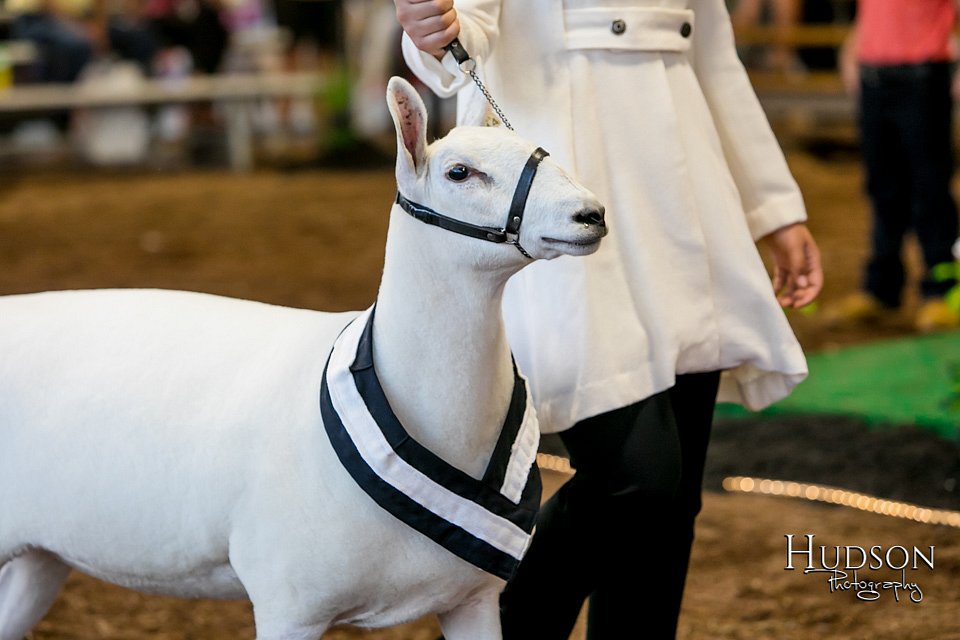 LCFAIR17-7488.jpg