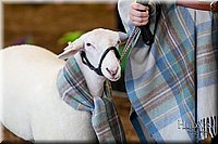 LCFAIR17-7323.jpg