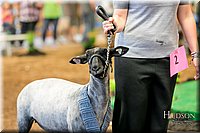 LCFAIR17-7662.jpg