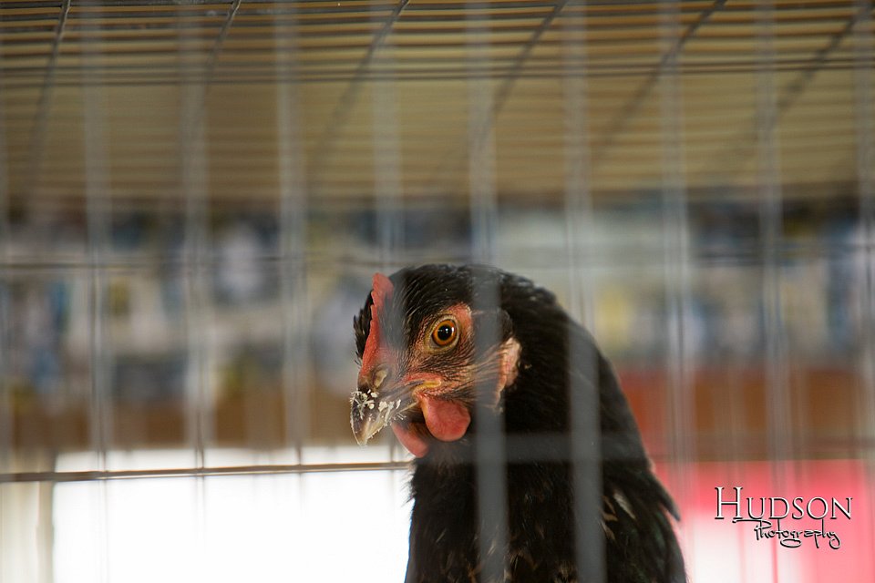 LCFAIR-081218-0049.jpg