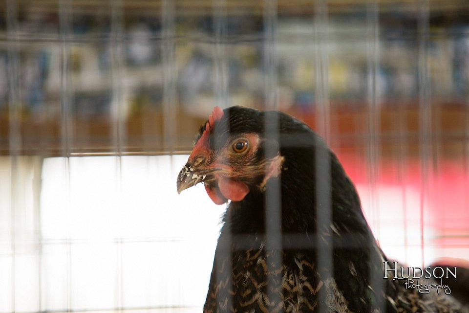 LCFAIR-081218-0051.jpg