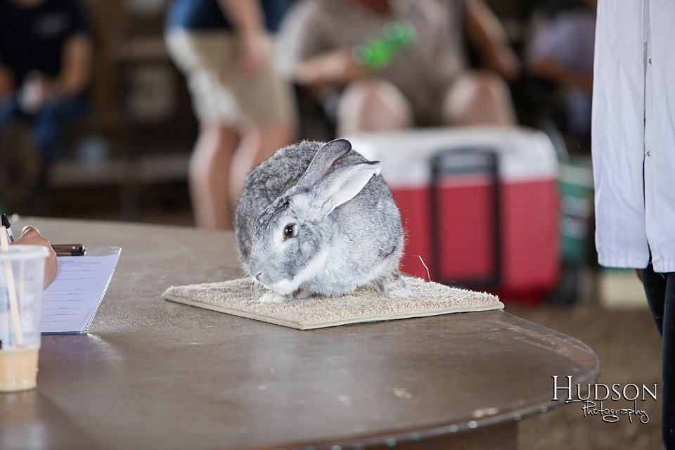LCFAIR-081218-0120.jpg
