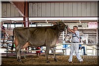 LCFAIR-081518-3194.jpg