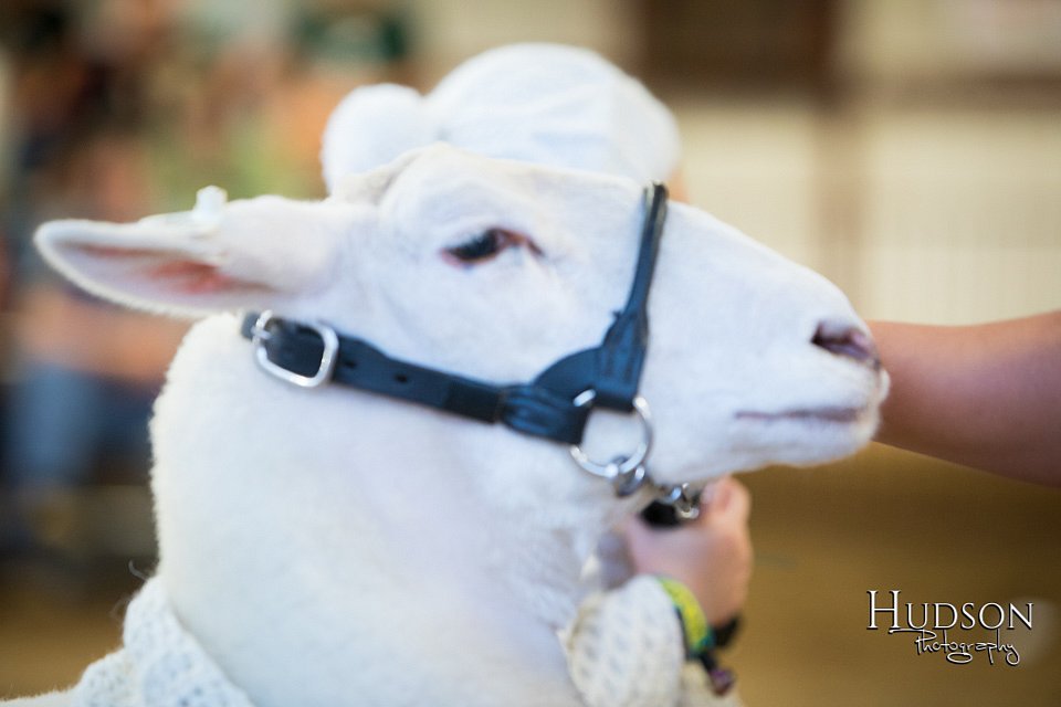 LCFAIR-081718-7019.jpg