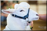 LCFAIR-081718-7019.jpg